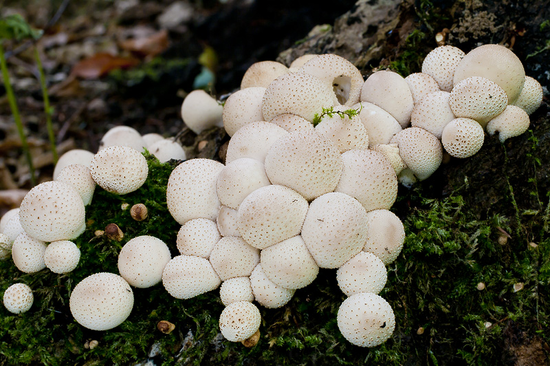 Lycoperdon pyriforme